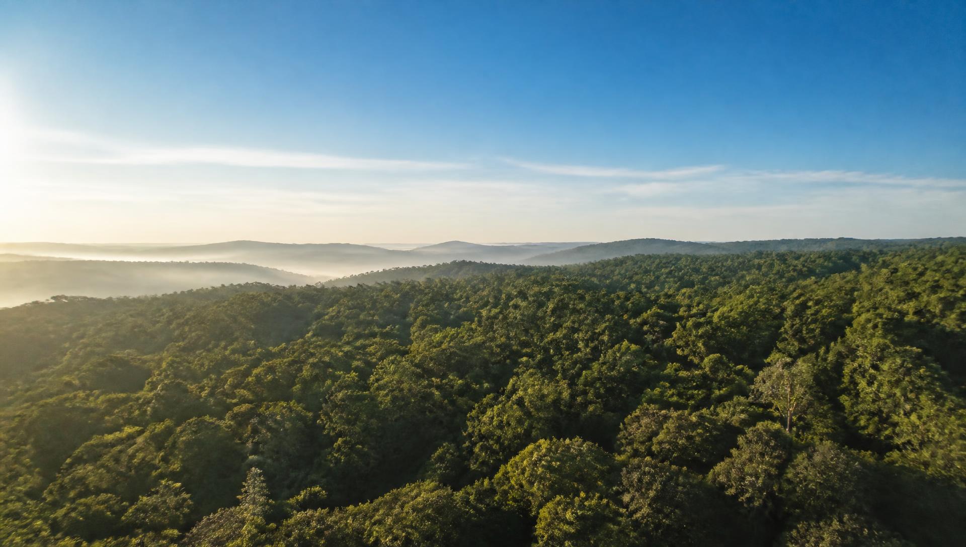 Vista aérea de un bosque verde bajo un cielo azul despejado